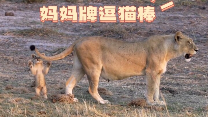 So cute—little lion cub treats mom’s tail like a toy (｡>∀<｡)