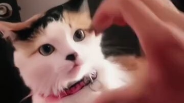 Phải nói là chú mèo này thật đẹp!