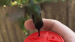 Hello, Hummingbird Delivery here—your food delivery has arrived!