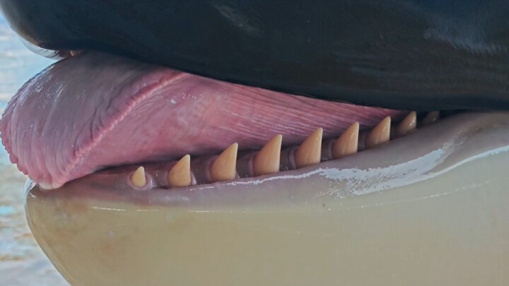 Here comes the cute little false killer whale, Pangdouding!