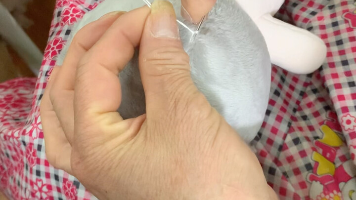 棉花娃娃日常｜前方传来乐仔出生日记实拍！