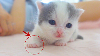 【Animal Circle】Kitten tried to run and fell