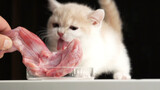 Chú mèo ăn đùi thỏ, như bạn vội vã đến quán ăn