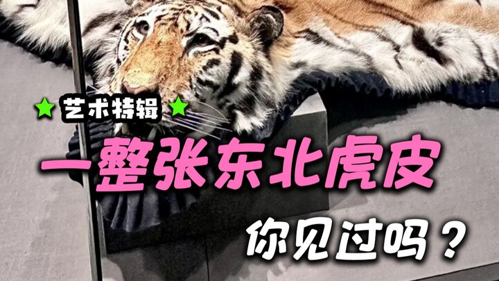 Menggetarkan hati! Selembar kulit harimau Siberia lengkap di Museum Bea Cukai Tiongkok!