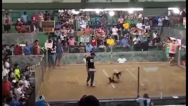 Silver Grey win, 4 cock derby Segundo Lim Tagbilaran City. score: 1110