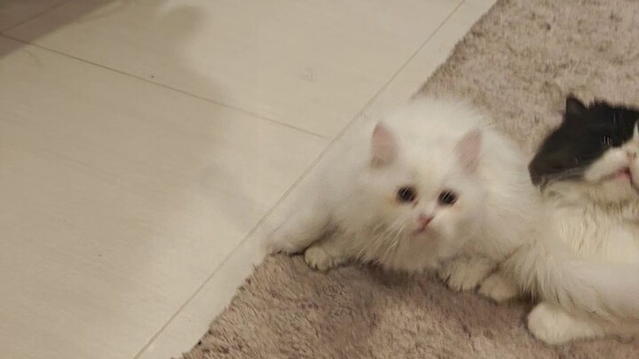 Funny cat