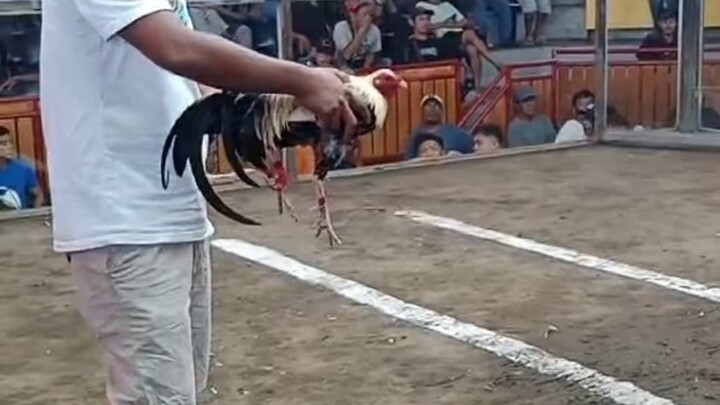 Apat na ilag sabay tira 🐓Another magic grey