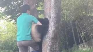 210625 Fu Bao the giant panda got her head stuck, scaring her into barking like a dog. After her dad