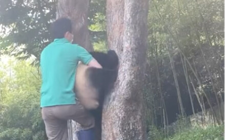 210625 الباندا العملاقة فوباو علقت رأسها وصرخت من الخوف مثل الكلب، وبعد أن أنقذها والدها بالتبني، قا