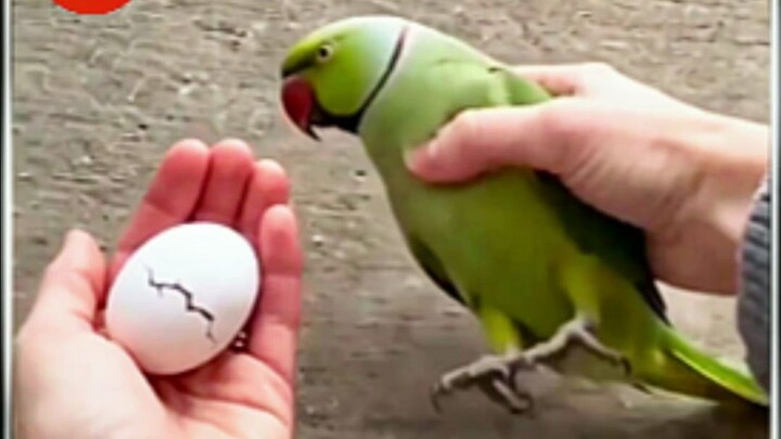 Vẹt mẹ mang theo quả trứng đang ấp đến cầu cứu, bất ngờ ngất xỉu ngay trên sàn nhà nhưng may mắn đã 