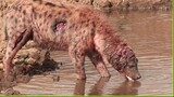 30 Crazy Moments Hyenas Injured By Lion And Other Hyenas