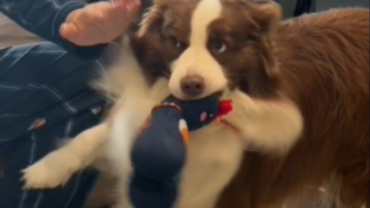 Why is Dad annoyed with the puppy?