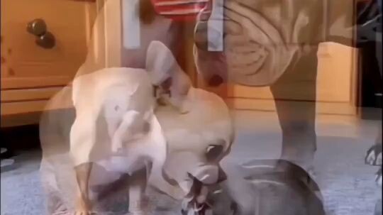 Bully to baby sitter 🐕🙀