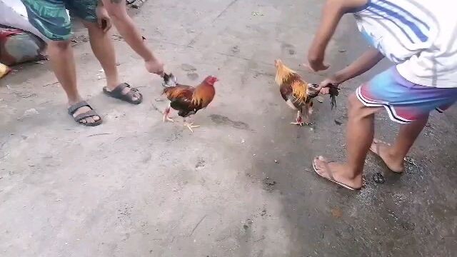 ang laki ng kalaban tapos bata pa yoong akin dalawa tari lang manok ko hindi manlang nakasugat