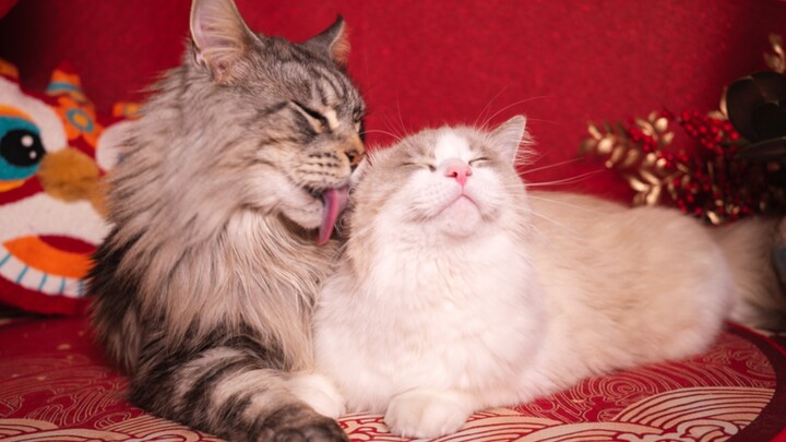 My Maine Coon and Ragdoll got so aroused while taking New Year’s photos!