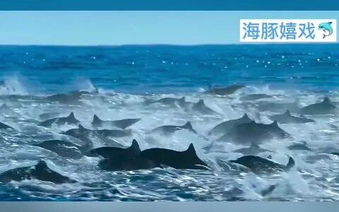 Share for good luck in July! Over 200 dolphins spotted playing in Wenzhou waters.