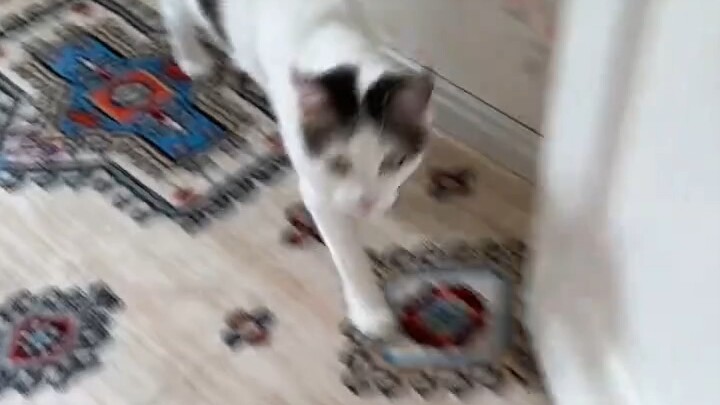 ⚡In Xinjiang, if you call the cat “Mimi,” it won’t come ⚡