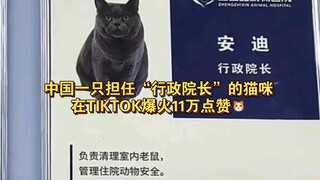中国一只担任“行政院长”的猫咪在TIKTOK爆火，11万点赞，太可爱了🐱