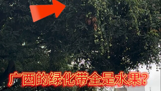 广西的绿化带全是水果，这也太夸张了！