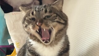 Can kittens really pretend to be lame?