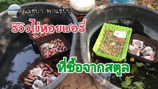 รีวิวไข่หอยเชอรี่ที่ซื้อมาจากสตูล มาดูกันว่าไข่หอยยังเหมือนเดิมไหม | แม่ชบา พาแซ่บบ