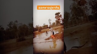 กิจกรรมครอบครัว ตอนเย็น #ธรรมชาติ #ความสุข #วิถีอีสาน #วิถีชาวบ้าน #วิถีคนไทบ้าน #กฤษณา