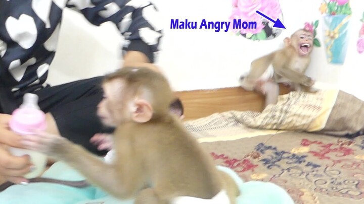 OMG!! Two Little Monkey Maki & Maku Crying Seizures Very Angry Jealous When Mom Give Milk To Jessie