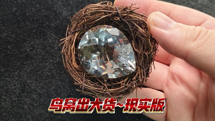 Tổ chim lại xuất hiện rồi.....