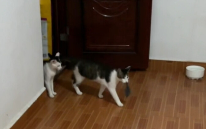Mi Zai and Mi Mei caught another big mouse in the kitchen