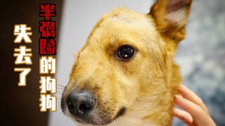 สุนัขที่ได้รับบาดเจ็บจนเสียใบหน้าไปครึ่งหนึ่ง จะใช้ชีวิตต่อไปอย่างทรหดได้อย่างไร?