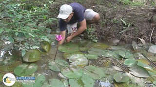 Đậm Đà Với Lẩu Mắm Cá Linh Non Đầu Mùa | Hội Ngộ Miền Tây - Tập 441