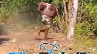【Vũ điệu thỏ!!】Người nhện