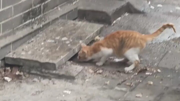 Kucing Seni Bela Diri: Perhatikan baik-baik, saya hanya mengajar sekali saja
