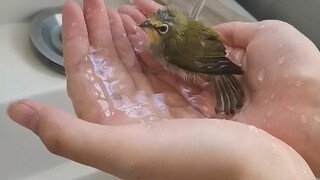 以防你没看过小鸟自己洗澡