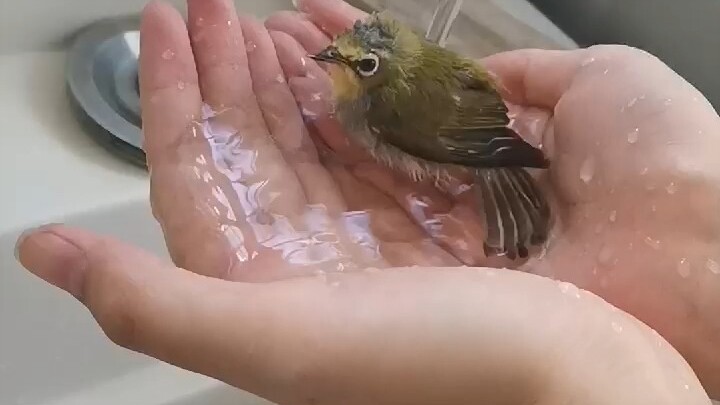 以防你没看过小鸟自己洗澡