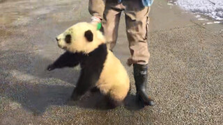 Animal|Giant Pandas Rolling Around