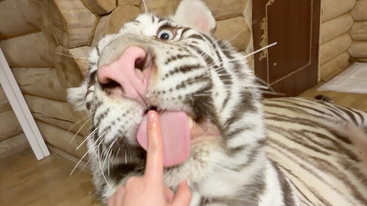 🦓: Can we still have fun playing?🥺