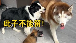 对不起让你们失望了，大哈传媒的小马犬，成反面教材了！