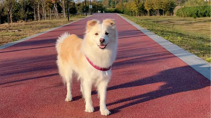 Chen Bella yang tidak bisa bersosialisasi di lingkaran anjing