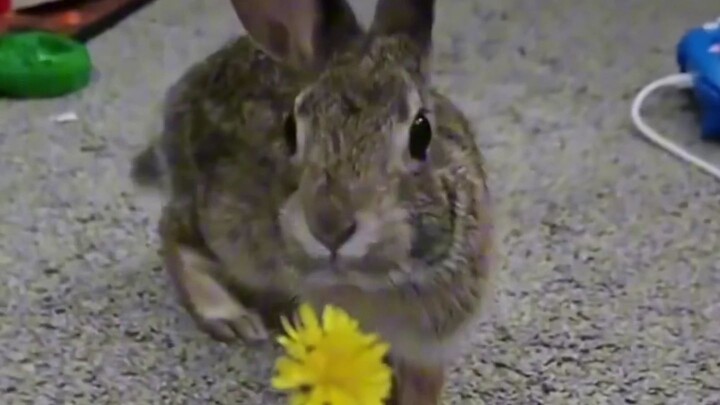 หมาก็ต้องการเพื่อนเหมือนกัน!