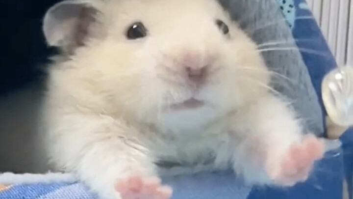 I’m a little mouse (ah ah ah ah), just woke up (ah ah ah ah).