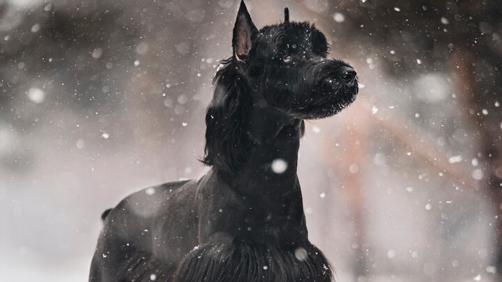 [Giant Schnauzer] Did it encounter a "horse"?