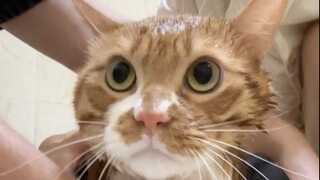 It's time for the kitty to take a nice bath!