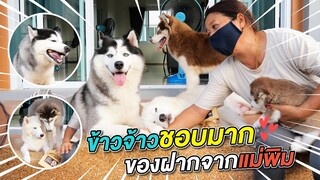 ข้าวจ้าวกินยากมาก แต่ของฝากนี่ชอบมากๆๆๆๆ - ข้าวนึ่ง & เดอะแก๊ง