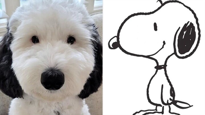Real-life Snoopy! So cute!