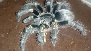 Tarantula Spesies ( Grammostola pulchripes ) Chaco golden knee