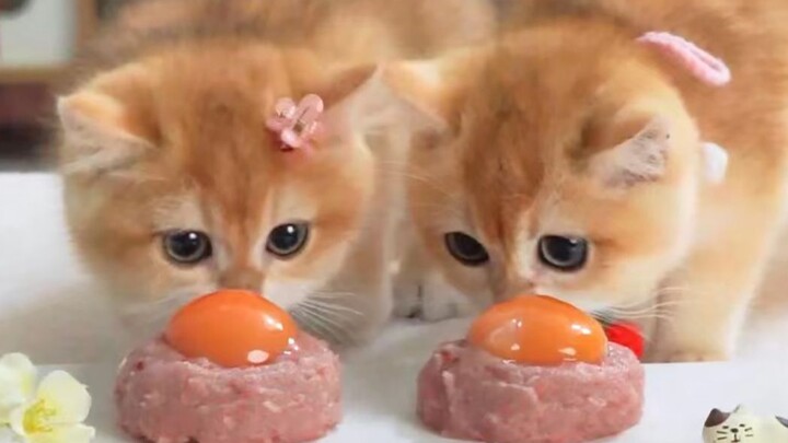 ลูกแมวน้อยกินทาร์ตไข่แดง เลอะหน้าไปหมดเลย