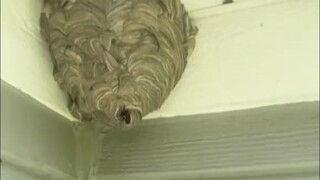 Kakak menggunakan "pembersih rem" untuk mengatasi sarang tawon, semprotkan selama beberapa detik dan