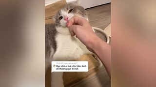 Trả lời  Lúc còn bé trông hiền thui chứ lớn lên yang hồ lắm 🥺🥲 cat meow   onhavanvui fyp