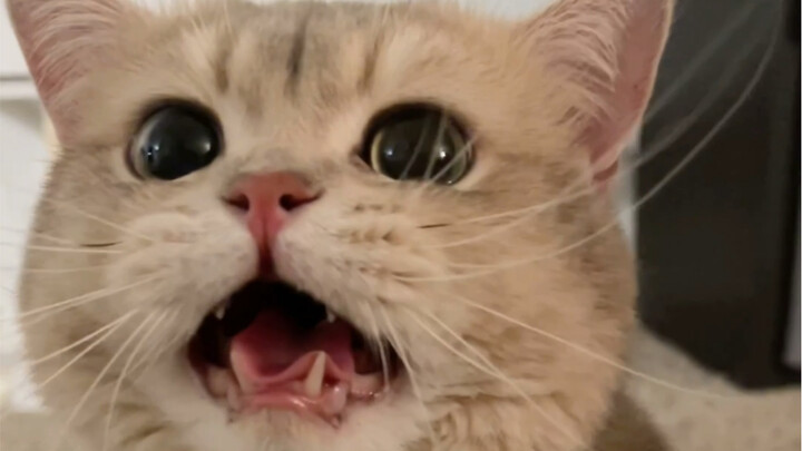 As long as you don’t come touch me, I can keep bleating forever 🙉